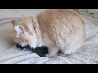 persian cat loves to fuck a sock)))